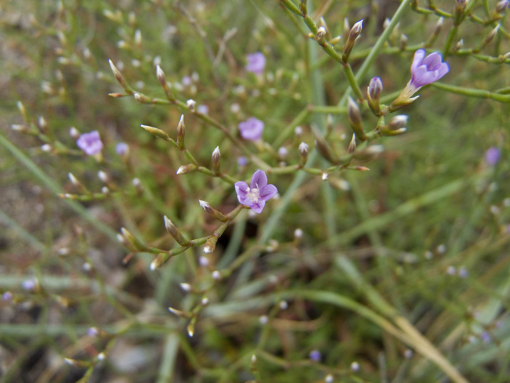 Limonium ilvae ?